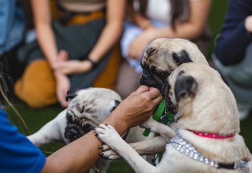 Three pugs being fed treats by human hands during an outdoor gathering.