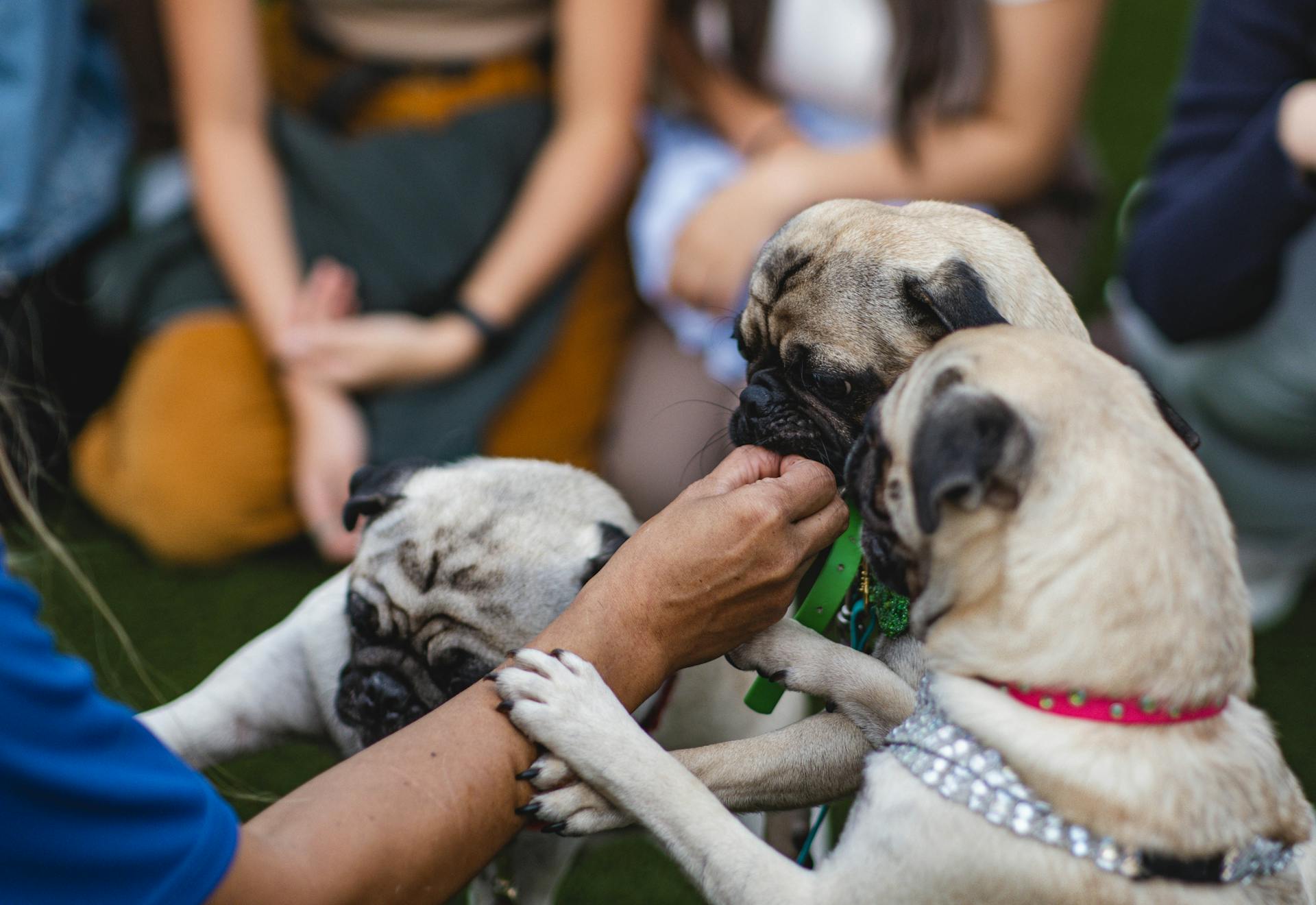 Person Giving Treats to Pugs