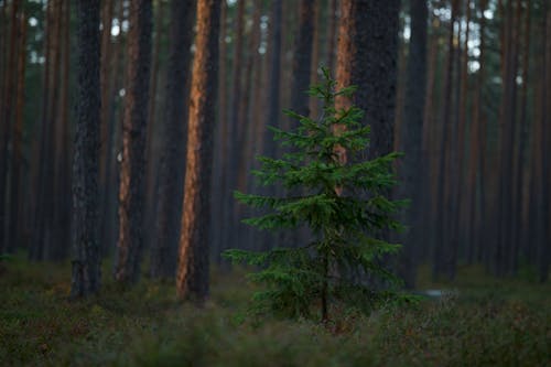 Gratis arkivbilde med natur, skog, trær