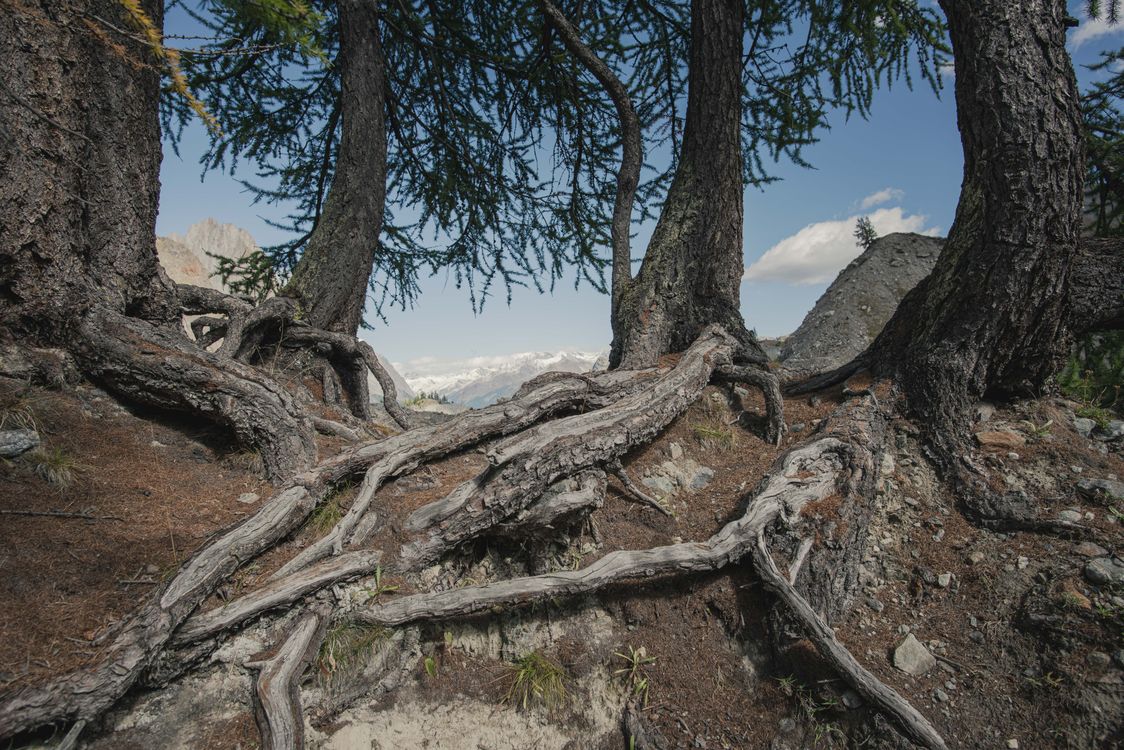 Alpine Tree Roots Conifer Trees Roots in Mountains · Free Stock Photo