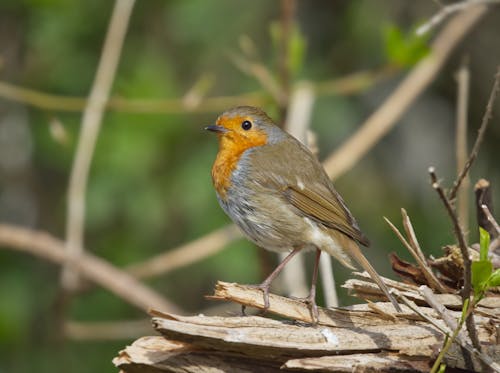 A Yellow and Brown Bird Perched on Splintered log