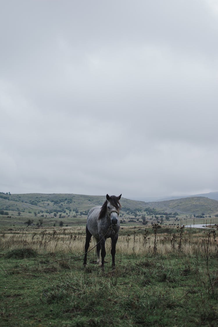 Gray Horse On Green Grass Field