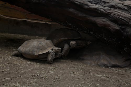 Turtles Hiding Under a Rock 