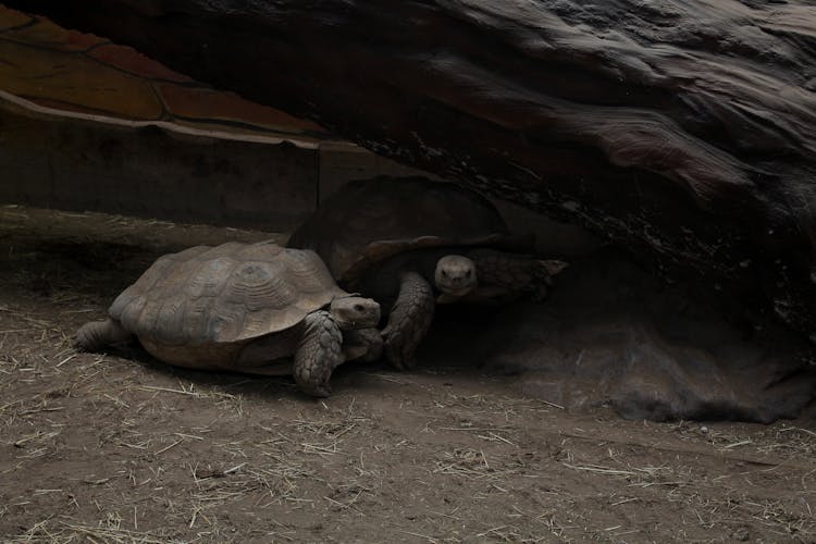 Turtles Hiding Under A Rock 