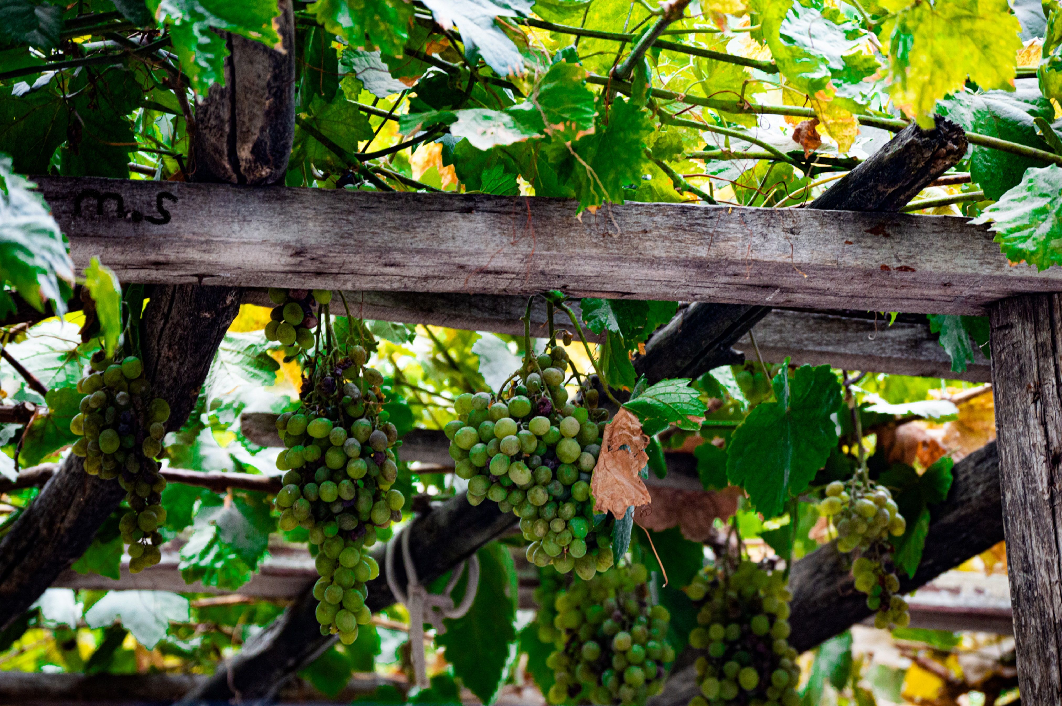 Green grapes hang on the vine under a rustic wooden trellis in a vibrant vineyard setting.