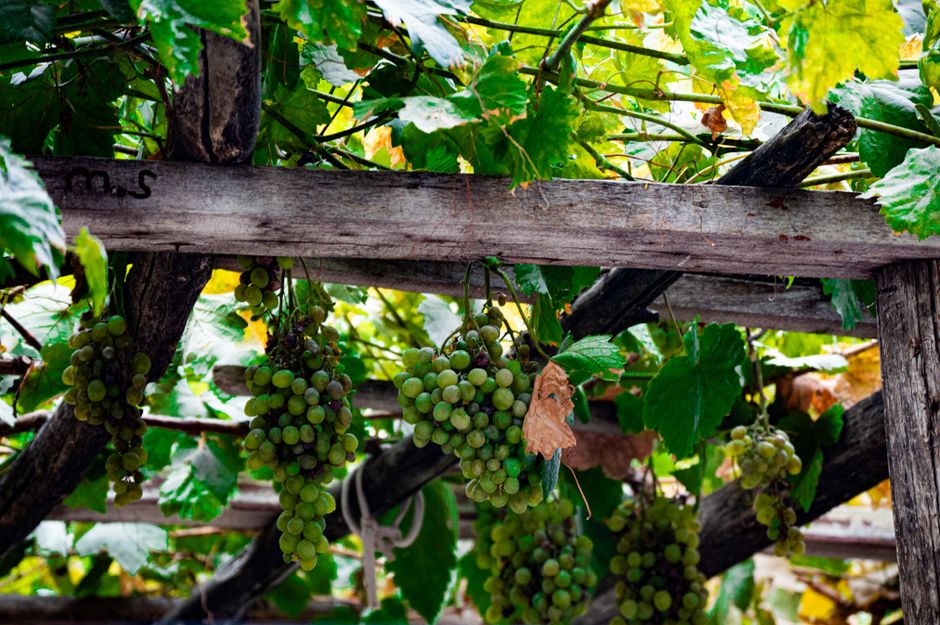 Green grapes hang on the vine under a rustic wooden trellis in a vibrant vineyard setting.