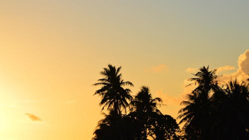 Бесплатное стоковое фото с закат, пальмовые деревья, силуэты