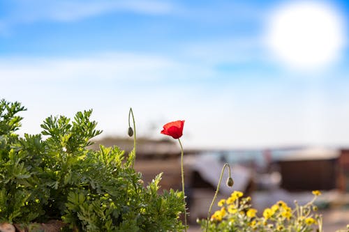 Бесплатное стоковое фото с зеленые листья, красный цветок, мак обыкновенный