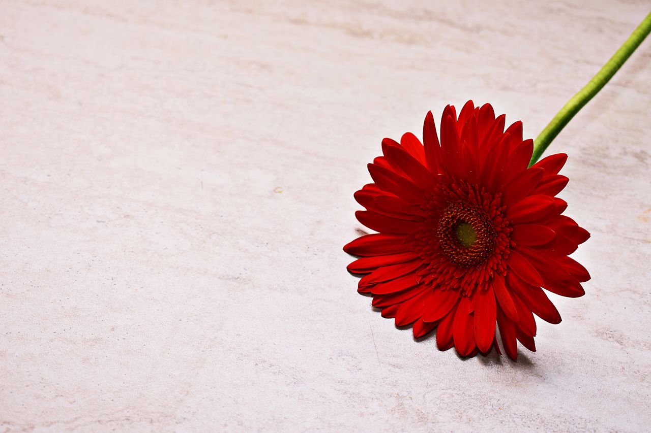vibrant red gerbera daisy resting on a stone surface ideal as a floral