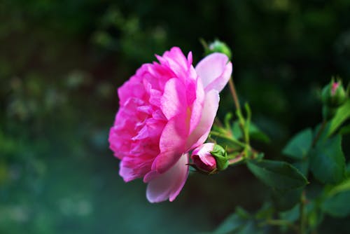 無料 ピンクの花 写真素材