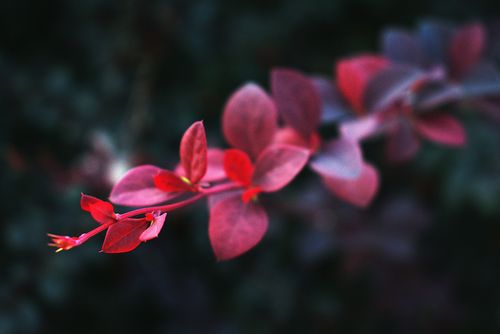 Free Close-up of red leaves with a soft blurred background, showcasing depth of field. Stock Photo