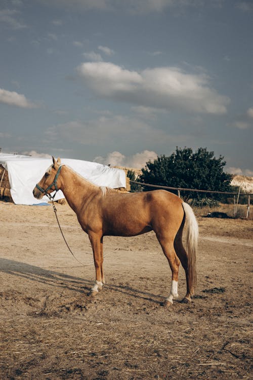 Imagine de stoc gratuită din animal, cal, cer albastru