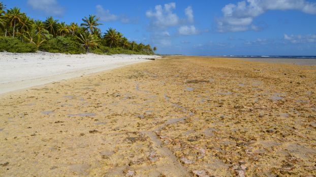 Vast sandy shoreline with palm trees under a clear blue sky, capturing serene tropical beauty.