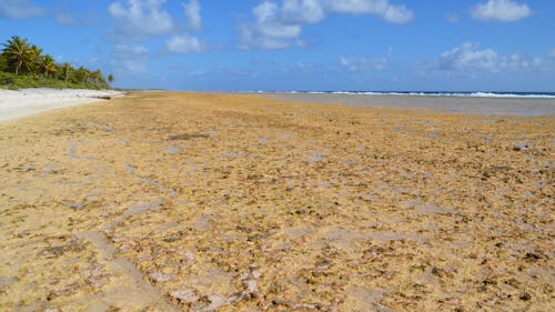 Seashore with Golden Mud