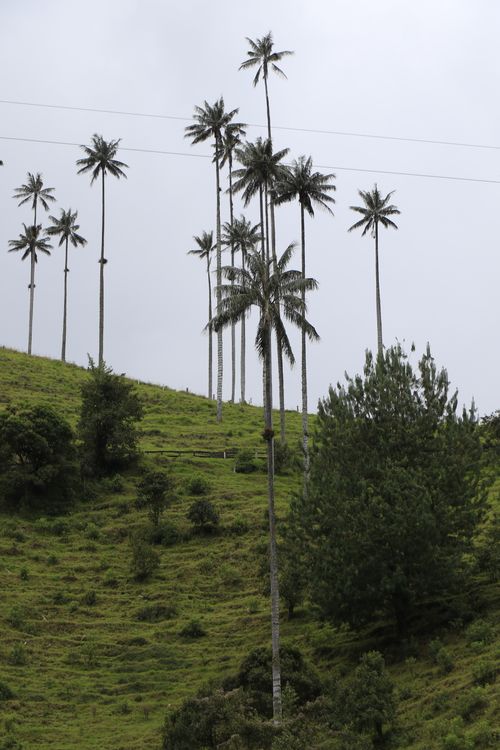 Free Experience the serene beauty of Quindío wax palms in Colombia's Cocora Valley landscape. Stock Photo