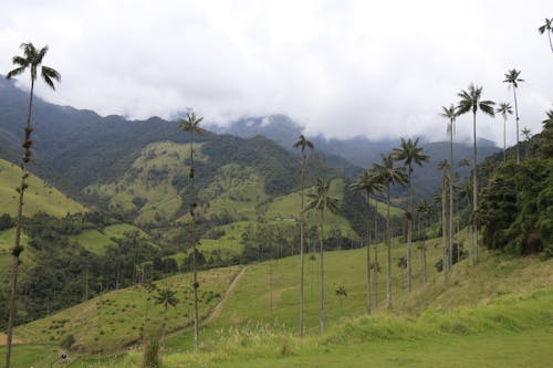 Coconut Trees on Mountain Area