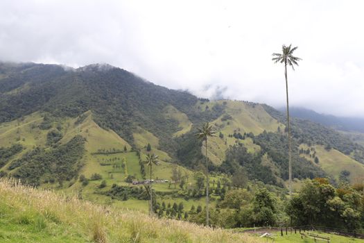 Discover the lush Cocora Valley landscape with iconic wax palms, capturing Colombia's natural beauty.