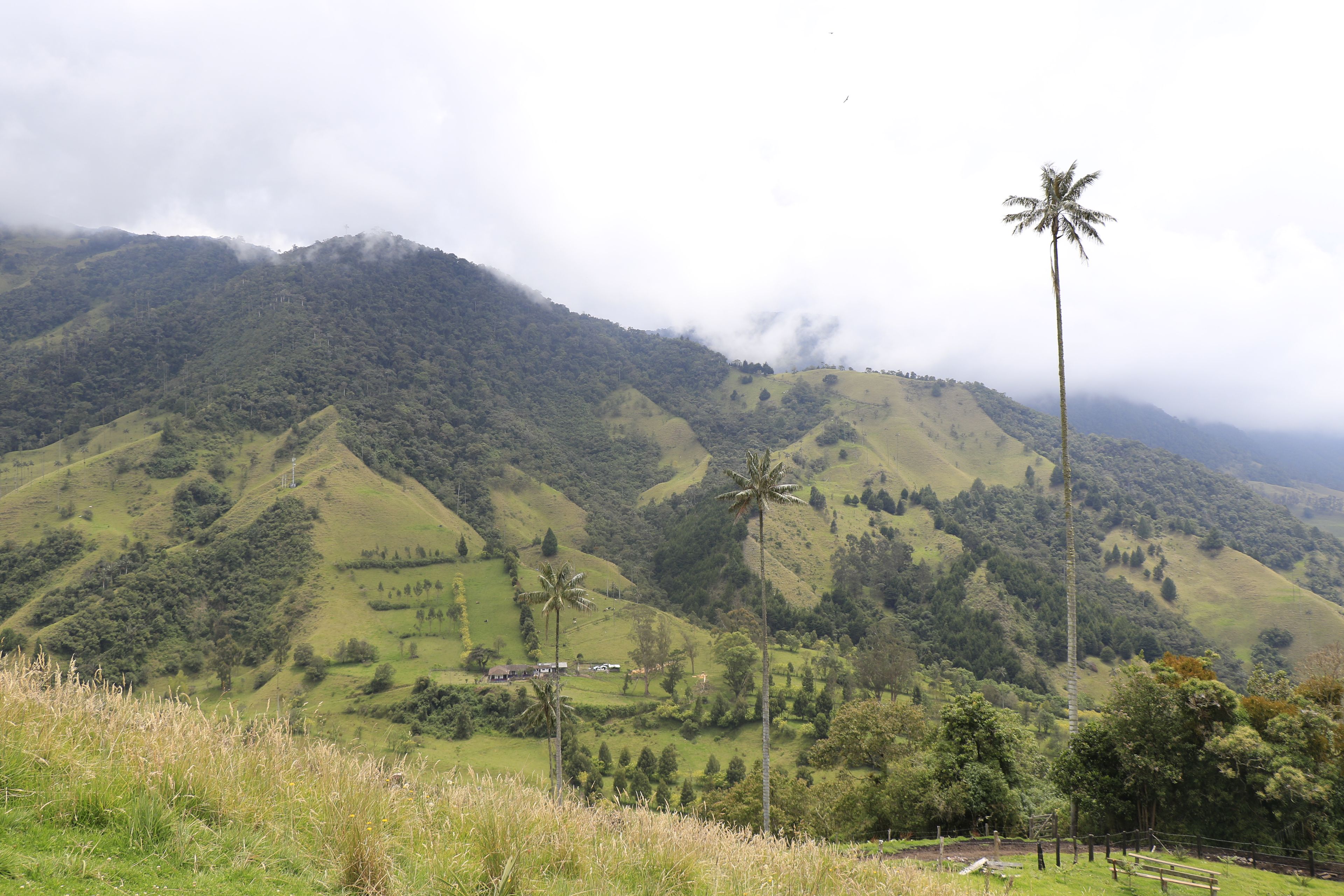 Discover the lush Cocora Valley landscape with iconic wax palms, capturing Colombia's natural beauty.
