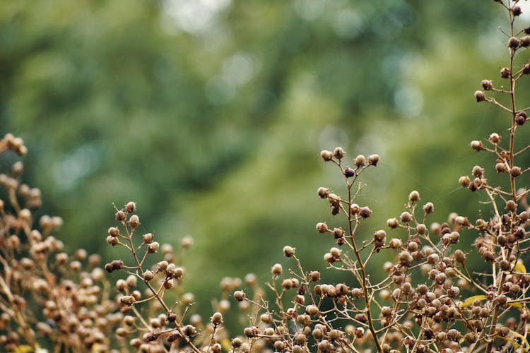 Closeup Of A Dry Plant