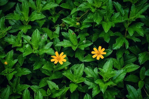 Bezpłatne Darmowe zdjęcie z galerii z delikatny, flora, kwiat Zdjęcie z galerii