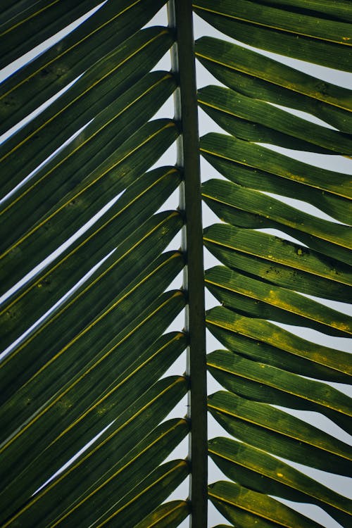 Kostenloses Stock Foto zu kokosnussblätter, muster, nahansicht