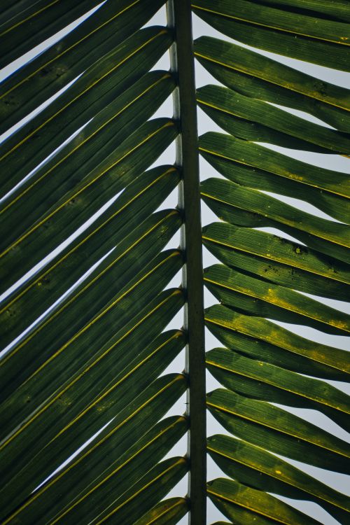 Free Vertical shot of palm leaves showing symmetrical pattern, captured in Dhauli, India. Stock Photo