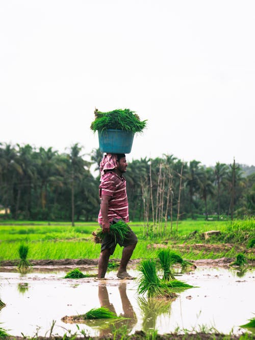 Man Planting Rice in Paddy