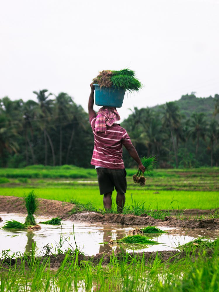 Farmer Walking On A Paddy Field