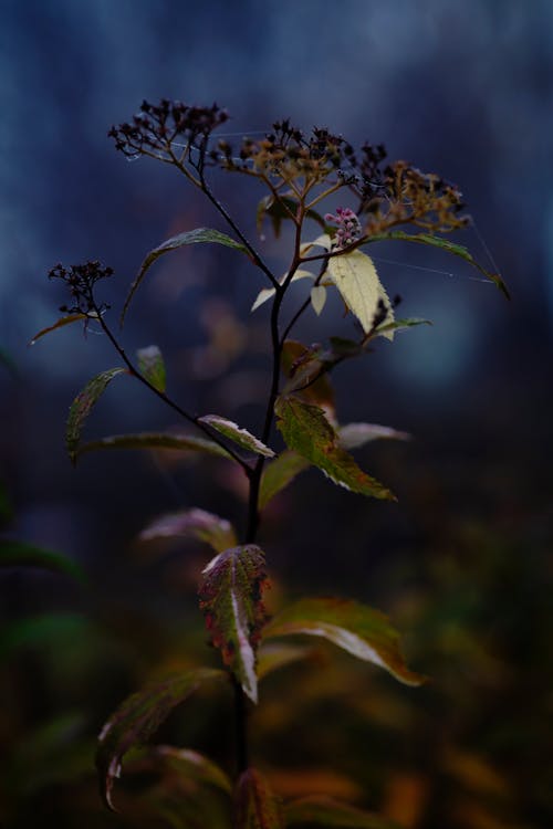 Darmowe zdjęcie z galerii z ciemność, kwiat, liście