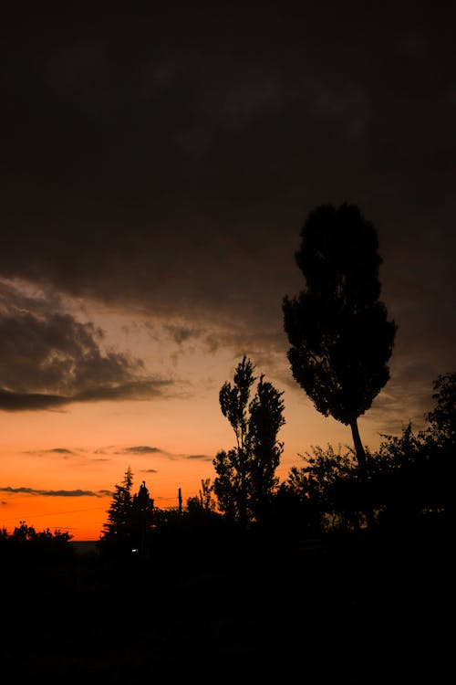 คลังภาพถ่ายฟรี ของ ซิลูเอตต์, ต้นไม้, ตอนเย็น