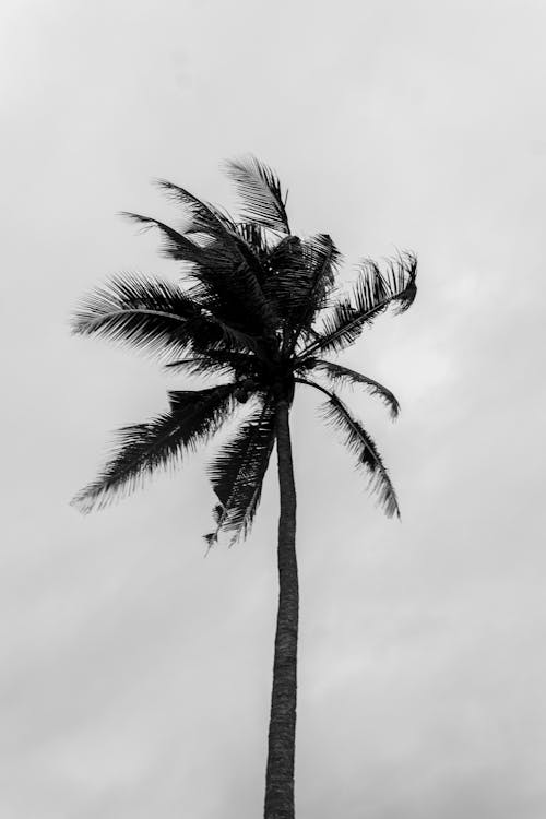 無料 グレースケール, ココナッツの木, トランクの無料の写真素材 写真素材