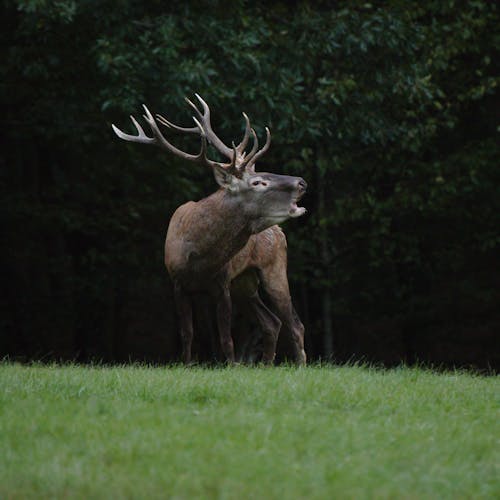A Red Deer on Green grass Field