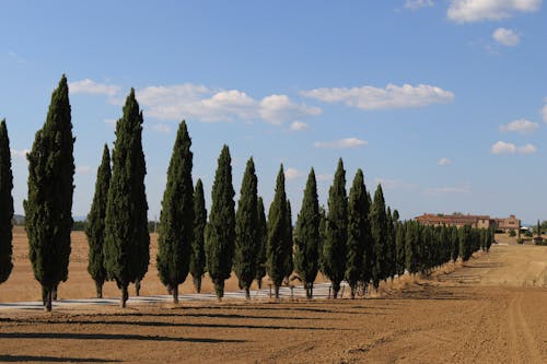 Foto profissional grátis de área, árvores, asciano