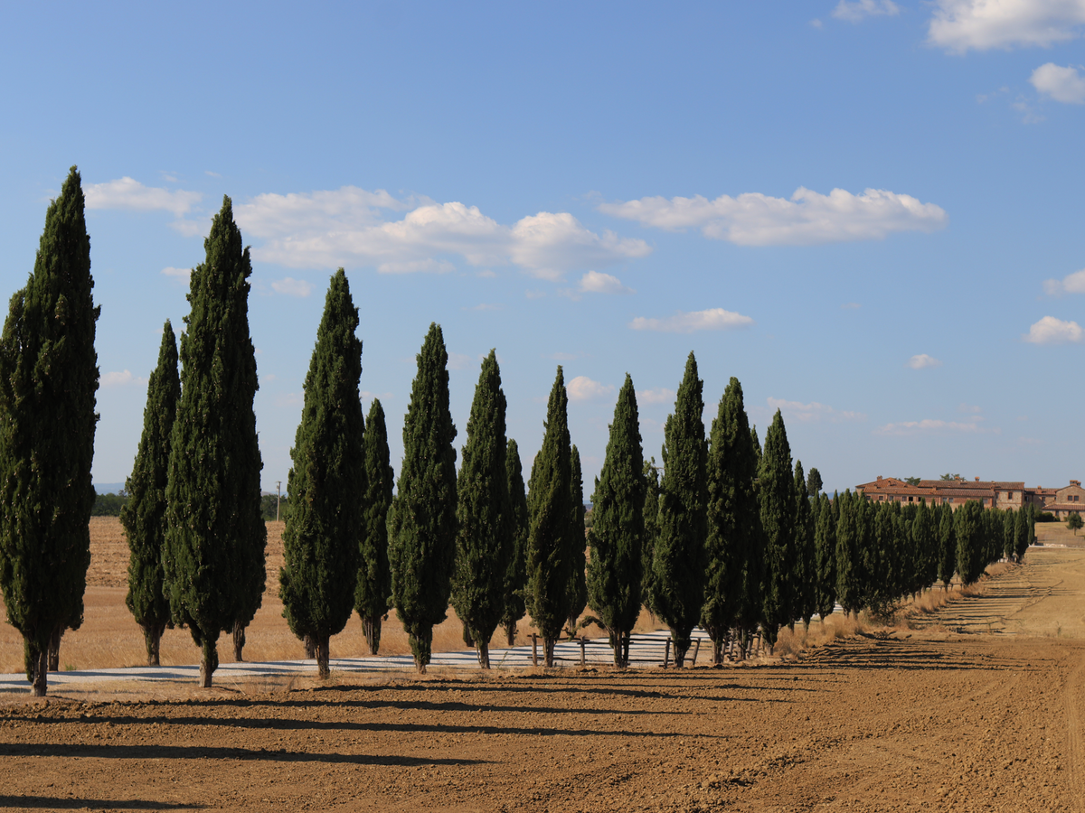 9 Day Living Slow in Tuscany: Small Group Cultural Immersion 1
