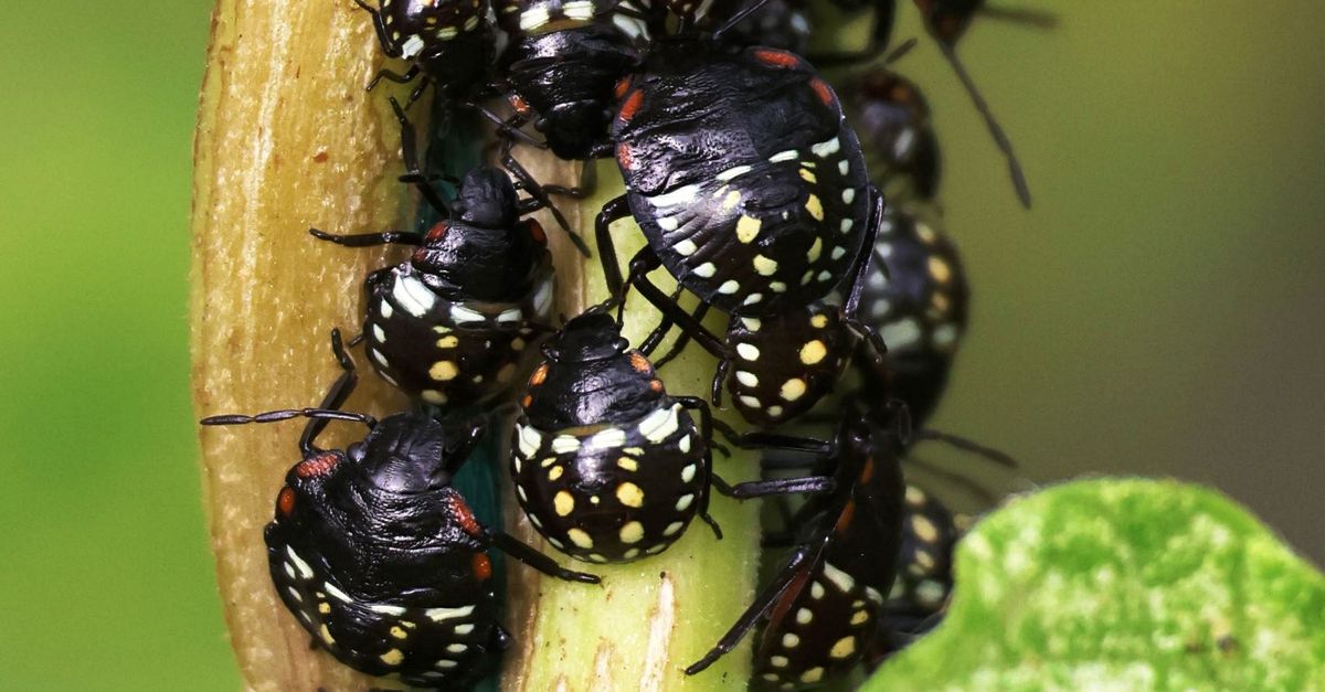 Stem Insectos Close Up Shot of Insects on Green Stem · Free Stock Photo