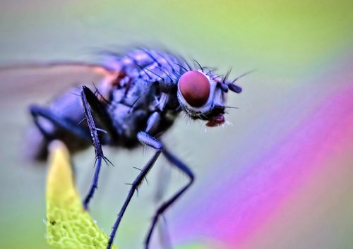 Free High-quality macro shot of a housefly (Musca domestica) in vibrant colors taken outdoors in Leipzig. Stock Photo