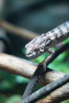 chameleon photo