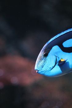 Close-up shot of a blue tang fish in its natural underwater habitat, showcasing vibrant colors.