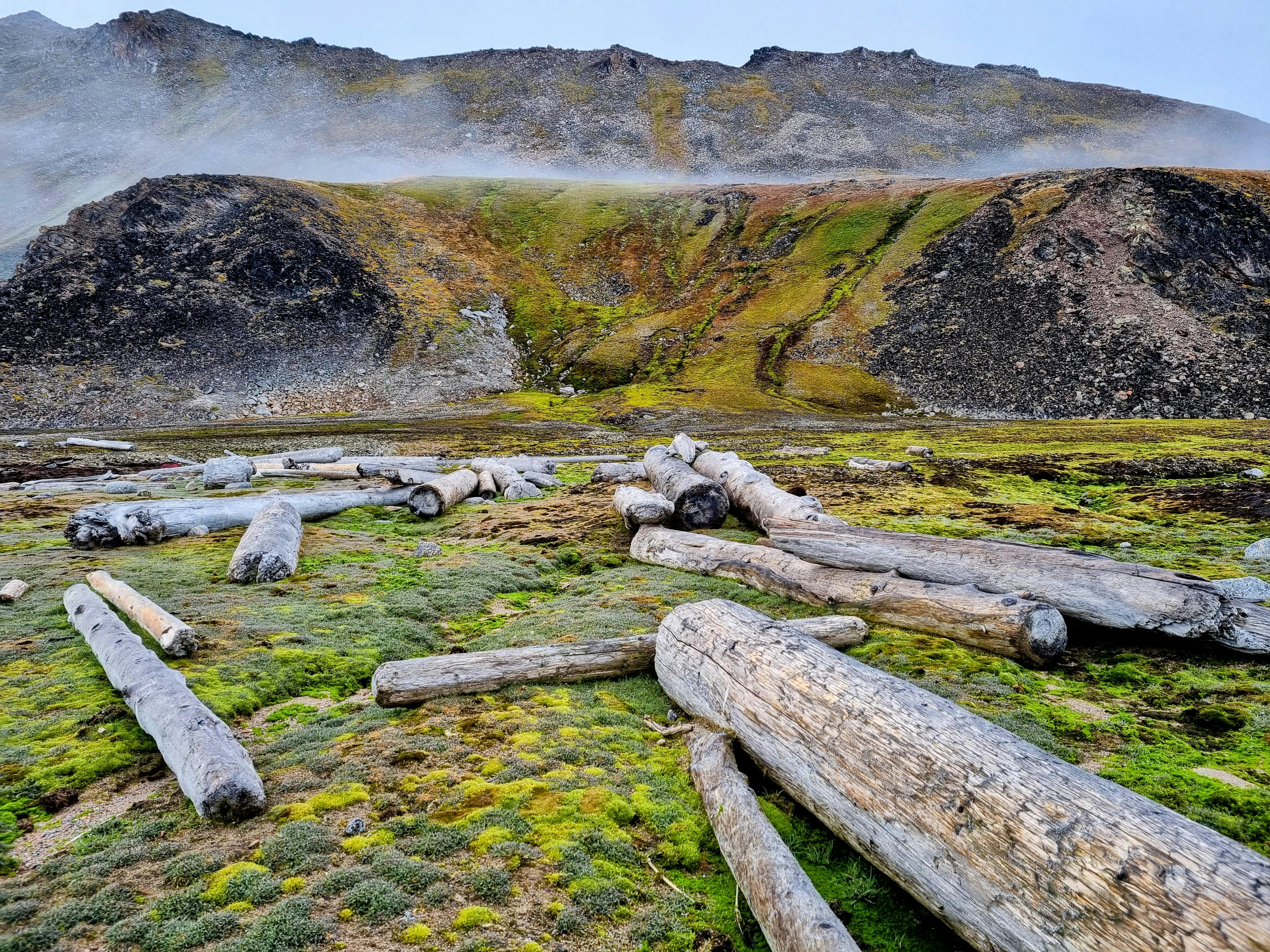 Which wood has highest strength?