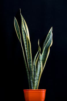 Sanseveria, pianta da appartamento facile da curare