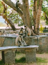 Grey langurs in Sanjay Gandhi National Park, Mumbai