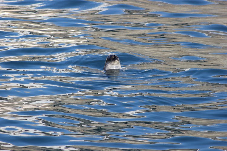 Black And White Seal On Water