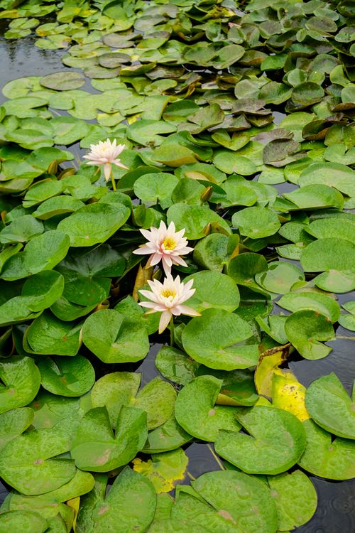 Free Tranquil pond with blooming water lilies and lush green leaves, creating a peaceful natural scene. Stock Photo