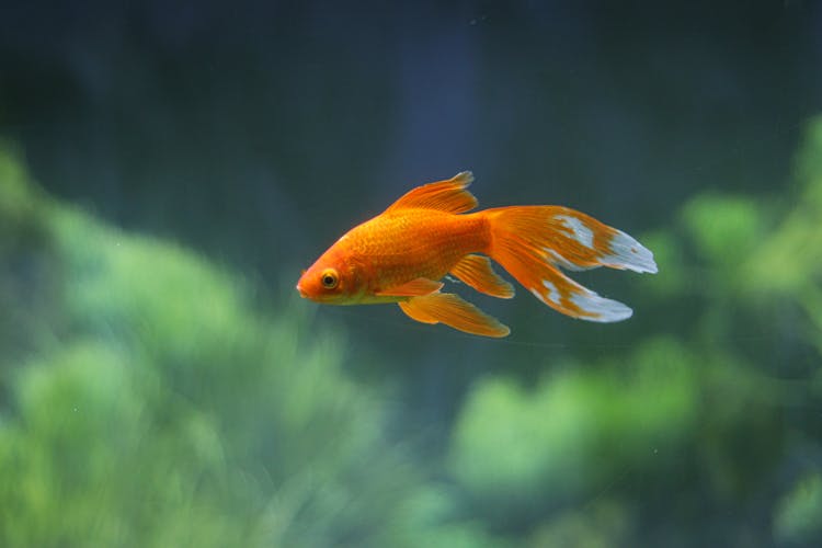 Close-up Photo Of A Goldfish Swimming Underwater