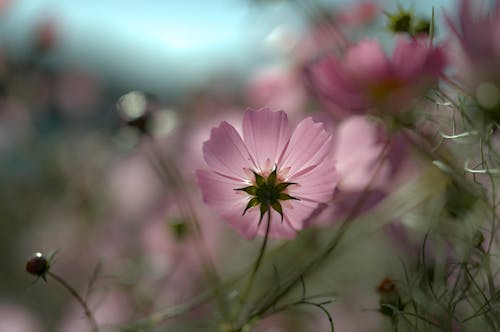무료 꽃 사진, 분홍색 꽃, 식물군의 무료 스톡 사진