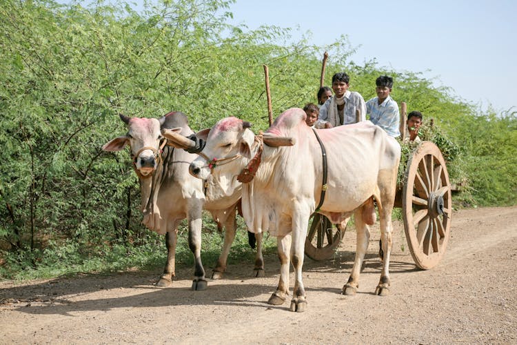 People Riding On Bullock Cart 