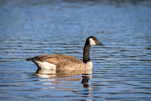 Free Canada Goose on Water Stock Photo