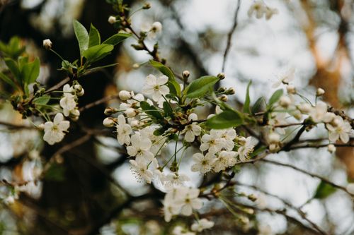 Free Beautiful cherry blossoms in spring captured in a serene outdoor setting. Stock Photo