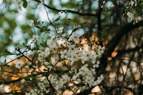 無料 白い花のセレクティブフォーカス写真 写真素材