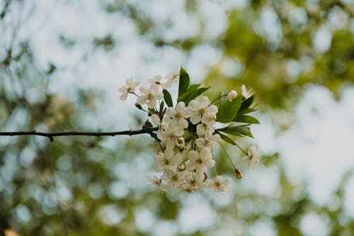 Fotografi Fokus Selektif Bunga Petaled Putih